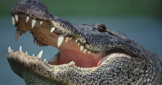 Visiting The Sunshine State? Be Prepared, Here Are The 10 Deadliest Animals In Florida