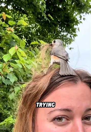 Birds might use your hair for nesting! 🐦#animals #funny #science #fyp #bird