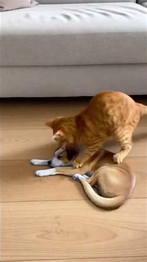 😹 3D illusion, prank on the cat 2🎭 #cat #opticalillussion #funnyanimals #animals #prank #funny