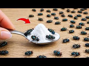 All Flies Die Instantly! Kill Flies Naturally – No Poison, No Cost! ⭐