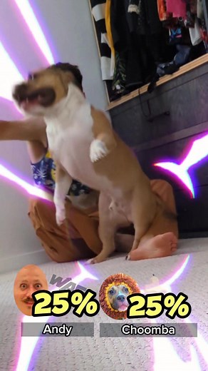 new challenger approaching #supersmashbros #americanbully #pocketbully #pitbull