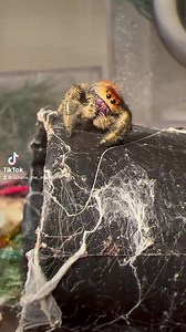 385K views · 8K reactions | Muppet 3.0 She’s a Phoenix girl (Muppet grand baby) that was in the wrong sling cup. As she grew she looked nothing like her cup mates and it’s very obvious who she came from with those fiery colors. | Ophelia, the monster | Facebook