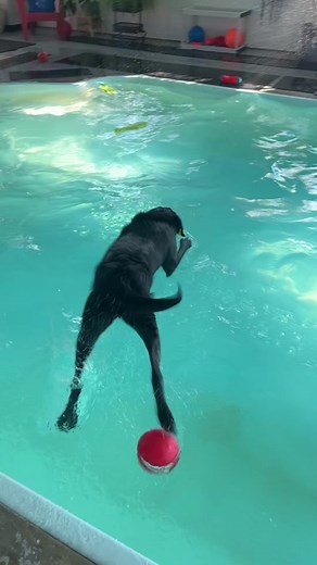 Monday Jumps at Pups Playhouse: Dog Daycare Swim Fun!