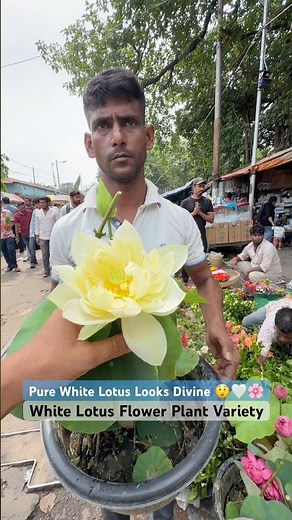 Divine White Lotus 🤍 Stunning Bloom at Galiffstreet!
