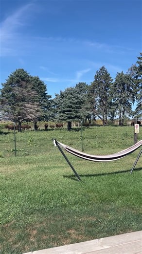 Bison on the Move! Cabin-Side Run (Bunking Series) Experience a true prairie moment at Sunset Hills