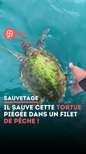 Le Média Positif 🍀 on Instagram: "Piégée dans un filet, cette tortue n’avait plus d’issue jusqu’à ce que cet homme intervienne ! Un moment fort et plein d’humanité. 🐢👏 🎥 userbiancc Abonne toi pour ➕ de sauvetages héroïques ! 🍀"