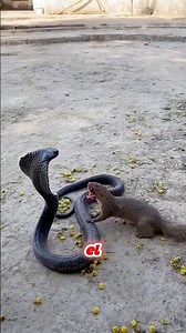 The WEASEL that FEARS NO VENOM Fights snakes and WINS 😱 #didyouknow #funfacts