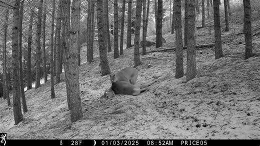 Nature is crazy! The strength of these animals are unreal!!! | Trailcampro.com