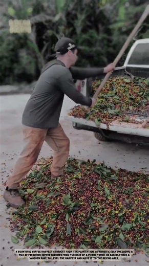 From Farm to Truck: The Hard Work Behind Your Morning Coffee