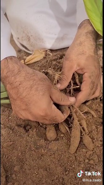 Harvesting Turmeric Roots: A Farmer's Process