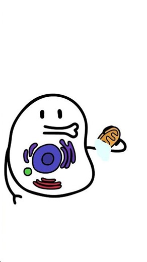 What's the two cell processes that determine a cell's fate?