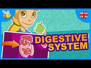 The Digestive System: What's Digestion? | Educational Videos for Kids