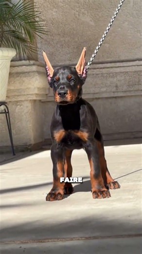 Why do we crop Dobermans' ears and tails? 😳 #doberman #dog #animals #doglover
