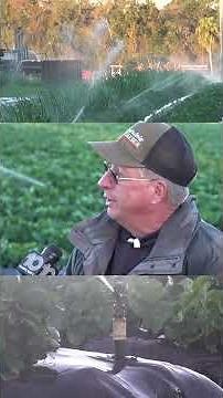 How farmers in Plant City, Florida are protecting their strawberries in cold weather.