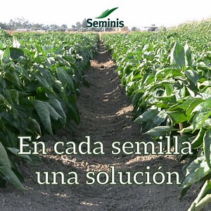 74K views · 424 reactions | En Seminis queremos ayudarte a seguir creciendo, por lo que siempre buscamos soluciones innovadoras que le den a tu campo todo lo que necesita para ser mejor con cada generación. | Seminis México | Facebook