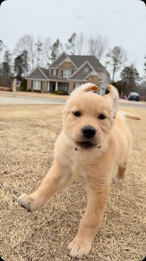 Ruby | Can’t beat slow motion puppy runs… #dog #goldenretriever | Instagram
