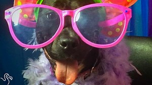 This pit bull has three legs — but she's still a total diva. | The Dodo