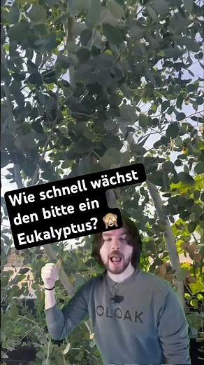 Hab nicht gewusst das ein Eukalyptus so schnell so groß wird. Wie schneidet ihr ihn zu? #pflanzen