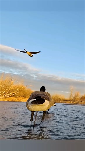 Geese Locked In Over the River Perfect Timing Shots #RiverGooseHunt #Waterfowl #GooseHunting