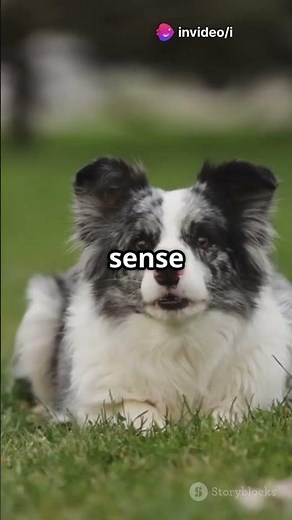 Why Herding Dogs Are Always On Their Toes!