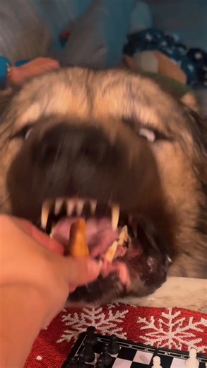 Yogi Bear | Yogi the Caucasian Ovcharka vs treat #yogibearsmom #georgianshepherd #guarddog #caucasianshepherd #giantdog | Instagram