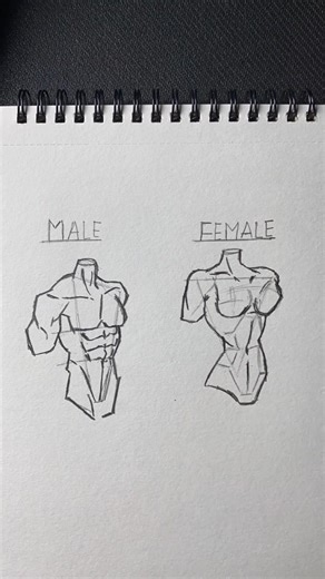 How to draw male and female Torso