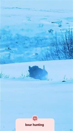 wild oof the best shot bour hunting video my chinel subscribe plase