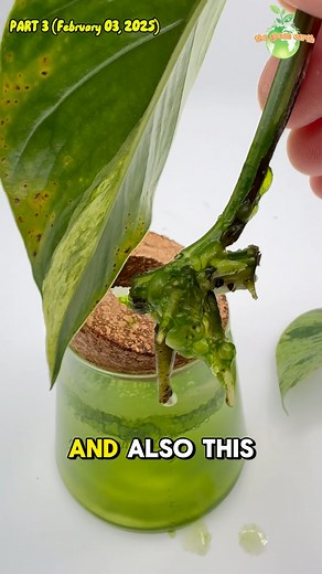 Part 3 : Plants + Hydrogen Peroxide EXPERIMENT #thegreenearth #plants #plant