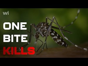 🦠 The WEST NILE VIRUS Explained | Symptoms, Treatment & More!