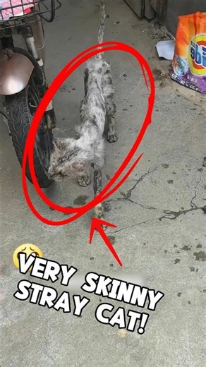 Saving a Skinny Cat #cat #rescuecat #shorts #animals #usa
