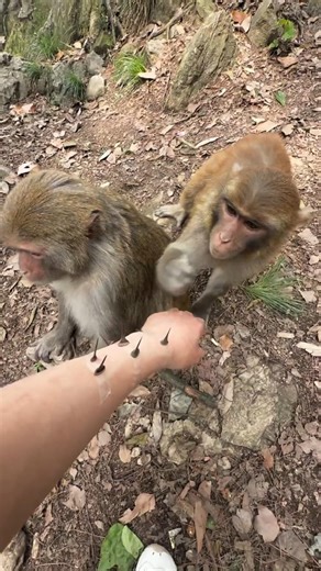 Brave Monkey Bro Steps In to Help Remove the Thorn 🐒❤️