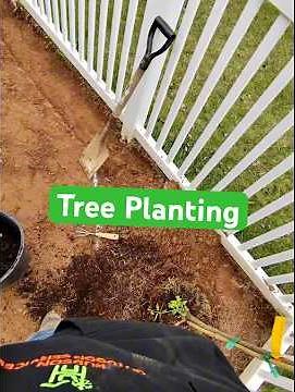 🌳Tree Planting How We Do It #tree #planting #landscaping #business #work #shoveling
