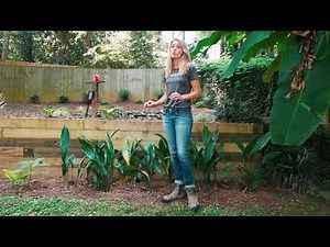 Cast Iron Plant ~ Aspidistra elatior