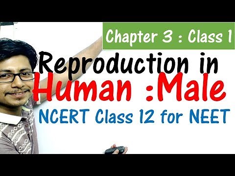 Male reproductive system class 12 | Reproduction in human CBSE class 12 biology for NEET exam