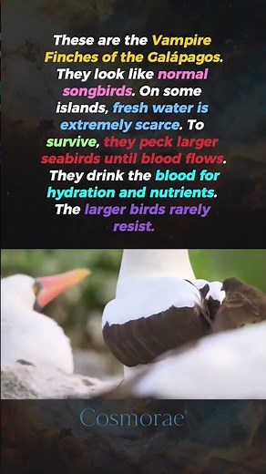 The Birds That Became Vampires…