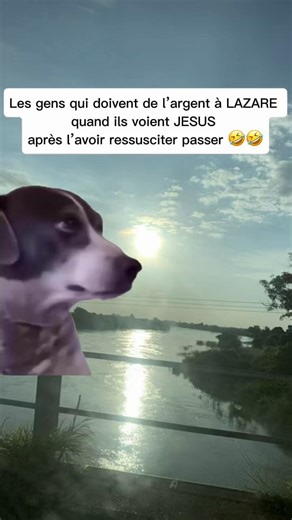 #Meme #MemeCut #flypシ #fly #viral