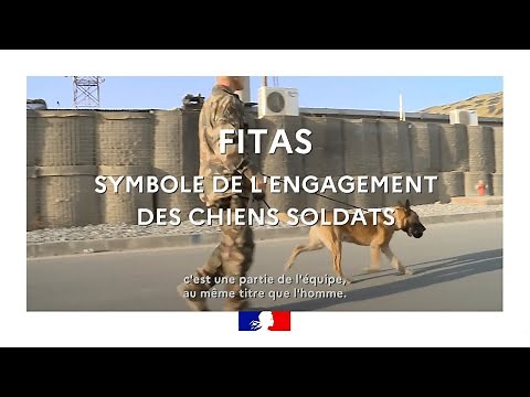 Fitas, symbole de l’engagement des chiens soldats