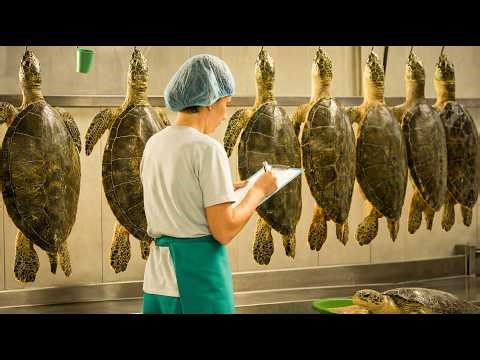How Millions of Softshell Turtles Are Raised for Eggs and Meat | Inside a Mega Farming Facility