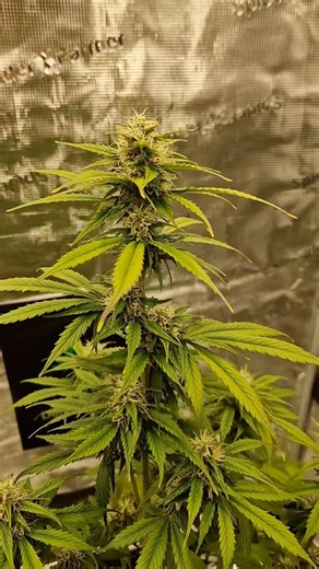 Blue Mazar Auto 🔵🌱 Woche 7 Update | Buds werden dichter! 🔥