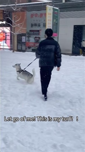 Raising a husky can bring a lot of joy 🤣#dog #husky #cute #pet #dramatic ￼