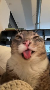 Jarvis make rigby form a thought #fyp #rigbycat #catsoftiktok #catcontent #sillycat