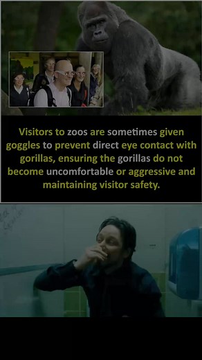 When Visiting Gorillas, Mind Your Gaze! 👀 ​Ever seen these quirky goggles at a zoo? It's not a fashion statement, it's about gorilla etiquette! 🦍 ​Direct eye contact can be perceived as a challenge or a threat in the gorilla world. So, some zoos give visitors these special goggles to prevent direct staring, keeping the magnificent gorillas comfortable, calm, and preventing any aggressive reactions. It's all about respecting their space and ensuring everyone's safety! ​Who knew a simple look co