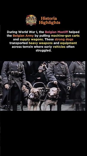 WWI’s Four-Legged Soldiers: Belgian Mastiffs