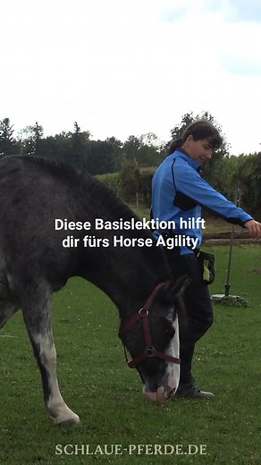 Horse Agility ist weit mehr als ein paar Hindernisse – es ist feines Kommunikationstraining in Bewegung. Dein Pferd lernt, achtsam auf deine Körpersprache zu achten, sich zu konzentrieren und den eigenen Körper besser zu koordinieren. Im Reel siehst du eine typische Basislektion: das Umrunden einer Pylone – einfach, aber unglaublich wertvoll für Aufmerksamkeit, Abstand und Beweglichkeit. Wenn du Horse Agility einmal live erleben möchtest – ich komme mit meinem mobilen Parcours direkt zu euch an 