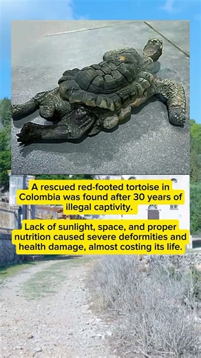 A Turtle Spent 30 Years in Someone’s Home… and Nearly Didn’t Survive 😢🐢