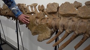 This “Mummified” Hadrosaurid Dinosaur Vertebrae & Tail Section (estimate: $100,000 ), is a gargantuan relic that stretches more than 20 feet (6 meters) in length. Found in 1999 in Harding County, South Dakota — informally known as the “T-Rex Capital of the World” — this spectacular fossil can be traced back to the Late Cretaceous period some 100-66 million years ago. This massive vertebral and tail section comes from a plant-eating Hadrosaur. Two things make this fossil truly remarkable: the pre
