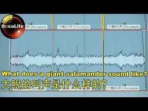 What does a giant salamander sound like?大鲵的叫声是什么样的？