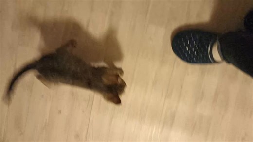 TIpat' Quelques nouvelles de Tipat' qui a ému beaucoup de monde. Ce vaillant et adorable chaton, tellement en besoin d'amour, de présence pour grandir même en mode "culbuto" a fait des progrès en quelques jours. Déjà, il mange plus régulièrement et a pris des forces. Capable de traverser plusieurs pièces à votre recherche quand il se sent seul ou qu'il reconnait votre voix. Tout d'un coup, on entend un petit miaulement "coucou je suis là !". Il a un petit pet annonciateur de la pause WC, et arri