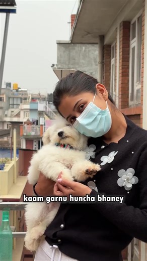 Toy Poodle and Bichon Frise Prices in Nepal