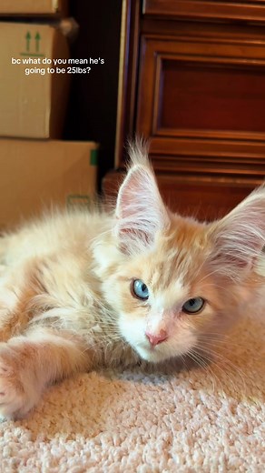 Maine Coon Cat Growth & Feeding Guide